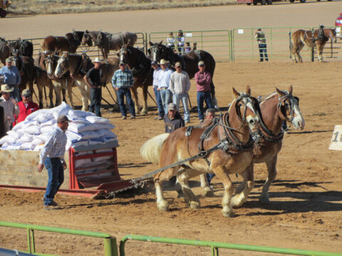 Home - Cedar Live Stock Fest